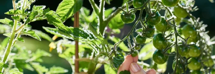 Hand entfernt Blätter von Tomatenpflanze